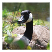 Canadian Goose Nesting Invitations