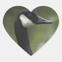 Canadian Goose Sticker