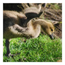 Canadian Gosling Invitations