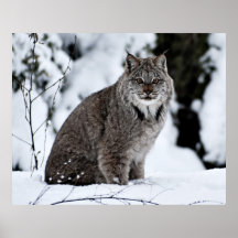Canadian Lynx in the Snow Posters