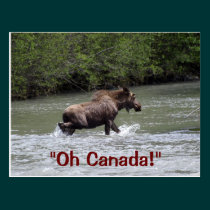 Canadian Moose Wildlife Animal postcards