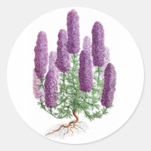Candelabra-Flowered Larkspur Stickers