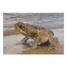 Cane Toad Rhinella marina, previously Bufo Photo Art