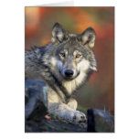 Canis_lupus Grey Wolf Wolves Card