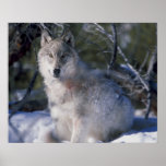 Canis_lupus_wolf wolves in wild posters