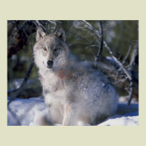 Canis_lupus_wolf wolves in wild posters