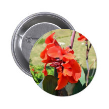 Canna Lilly Button