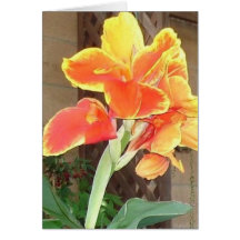 Canna Lily notecard