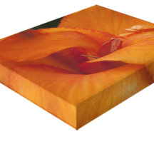 Canna Lily - Orange - Canvas Print
