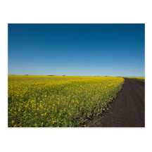 Canola Field Postcard