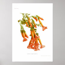 Cantua dependens posters