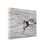Canvas: Canada Goose Canvas Print