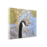 Canvas: Canada Goose Stretched Canvas Print