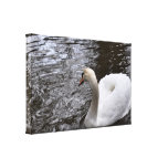 Canvas: Female Mute Swan Canvas Prints