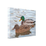 Canvas: Mallard Ducks Canvas Print