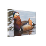 Canvas: Mandarin Duck Stretched Canvas Print