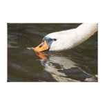 Canvas: Mute Swan Gallery Wrapped Canvas