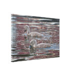 Canvas: Mute Swan Cygnets Stretched Canvas Prints