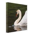 Canvas: Mute Swan Gallery Wrapped Canvas