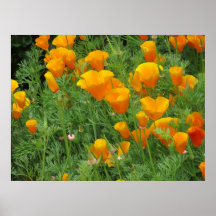 Canvas Print - California Poppies