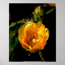 CANVAS PRINT, DESERT ROSE -