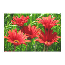 Canvas Print  - Red Daisies