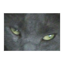 Canvas Russian Blue - Digital Big Cat Gallery Wrapped Canvas