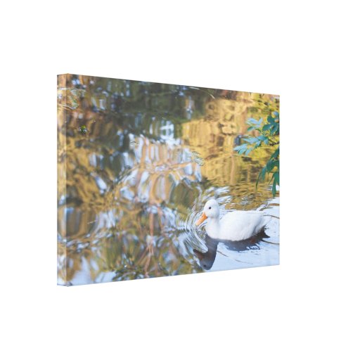 Canvas: The little white duck Stretched Canvas Print