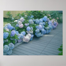 Cape Cod Hydrangeas Print