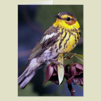 Cape May Warbler Bird Gifts cards