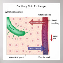 Capillary Fluid Exchange Poster