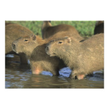 Capybara, Hydrochaeris hydrochaeris), world's Photographic Print