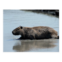 Capybara plunging into water postcards