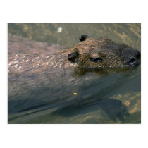 Capybara swimming postcards