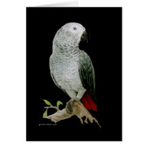 Card - African Grey Parrot