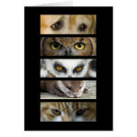 Card - Animals Eyes