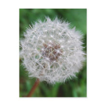 Card Dandelion Clock Postcards