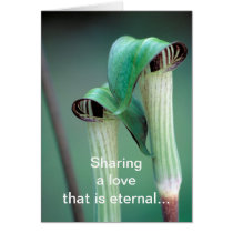 Card /  Jack-in-the-pulpit cards