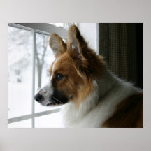 Cardigan Welsh Corgi Headshot Poster