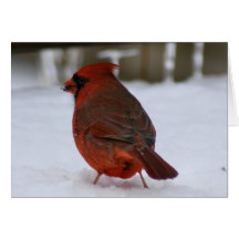 Cardinal
