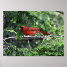 Cardinal3 Print