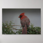 Cardinal Bird Photography Print