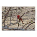 Cardinal/Blue Jay, Let Heaven and Nature Sing