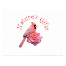 Cardinal Nature's Gift Postcards