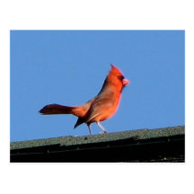 Cardinal on a Roof Post Card