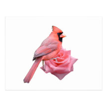 Cardinal on Rose Postcards