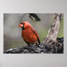 Cardinal Posters