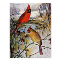 Cardinals in Winter Post Card