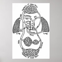 Cardiovascular Medical Diagram Poster