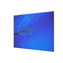 Caribbean, Bahamas Spotted dolphin Canvas Prints
